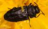 Anthaxia sp.